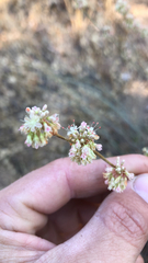 Eriogonum elongatum
