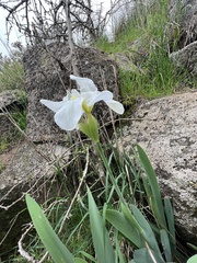 Iris albicans