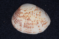 Veneroidea
