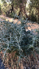 Ceanothus cordulatus