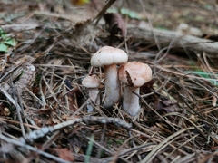 Lactarius vinaceorufescens