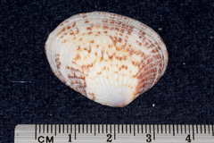 Veneroidea
