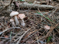 Lactarius vinaceorufescens