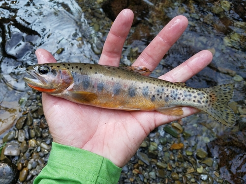 Westslope Cutthroat Trout