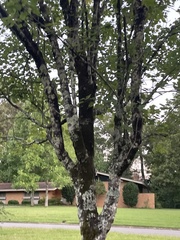 Acer leucoderme