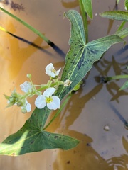 Sagittaria australis