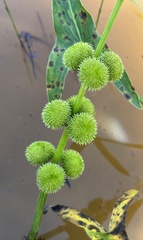 Sagittaria australis