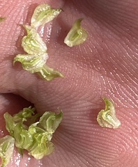 Sagittaria australis