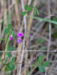 Lespedeza texana