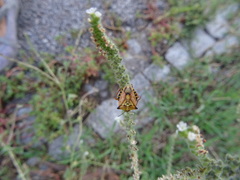 Carpocoris mediterraneus atlanticus