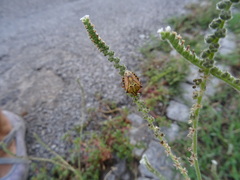 Carpocoris mediterraneus atlanticus