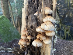 Pholiota squarrosoides