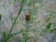 Carpocoris mediterraneus atlanticus