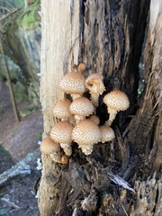 Pholiota squarrosoides