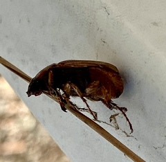 Scarabaeidae