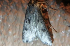 Agrotis malefida