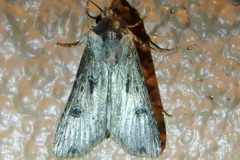 Agrotis malefida