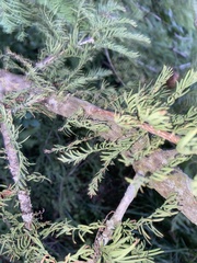 Taxodium distichum