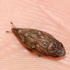 Aphrophora cribrata