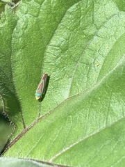 Graphocephala fennahi