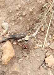 Dasymutilla sicheliana