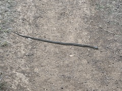 Thamnophis elegans terrestris