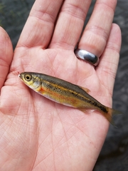 Richardsonius balteatus