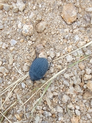 Eusattus reticulatus