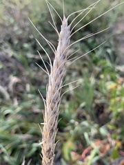 Elymus canadensis