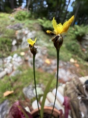 Xyris montana