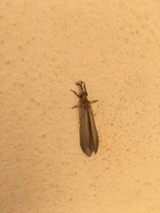 Macronemurus appendiculatus