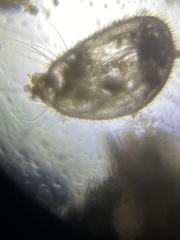 Daphnia