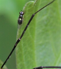 Thaumatomyia