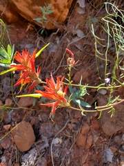 Castilleja linariifolia