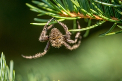 Araneus saevus