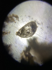 Daphnia