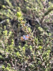 Ceanothus dentatus