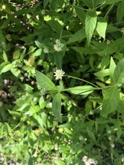 Alternanthera flavescens