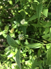 Alternanthera flavescens