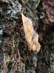 Eulithis diversilineata