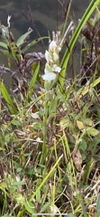 Spiranthes cernua