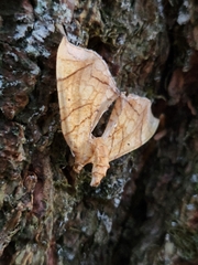Eulithis diversilineata