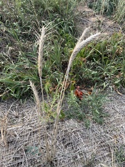 Elymus canadensis