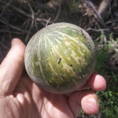 Cucurbita foetidissima