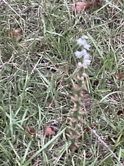 Spiranthes cernua