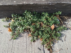 Amaranthus blitoides