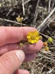 Deinandra corymbosa