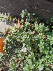 Amaranthus blitoides