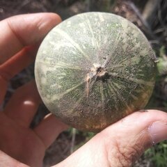 Cucurbita foetidissima