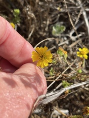 Deinandra corymbosa